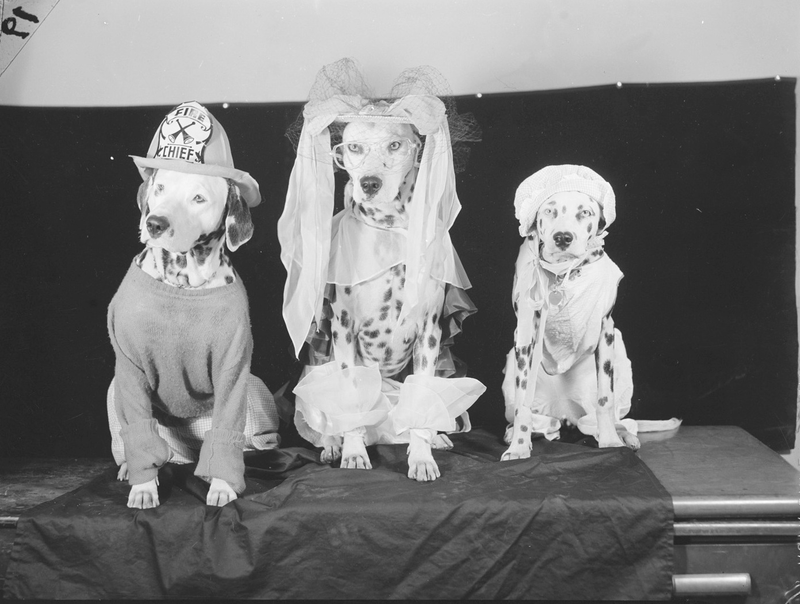 Illustration for article titled Even In The 1900s, Humans Were Obsessed With Photos Of Dogs In Clothes